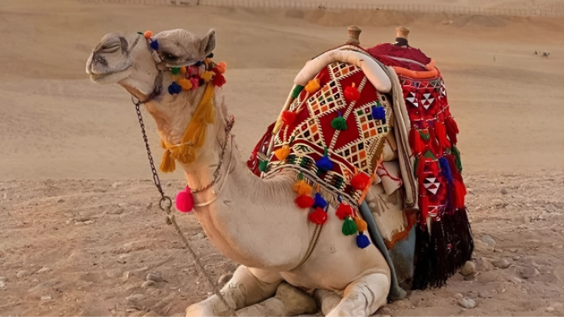 How to Perform Qurbani After Hajj Step by Step