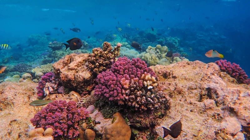 Red Sea Coral Reefs | Marine Life, Importance and Travel Experience
